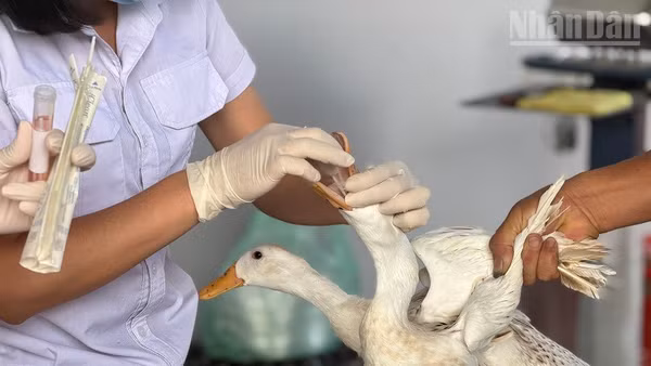Cán bộ Chi cục Nông nghiệp Điện Biên lấy mẫu trên đàn vịt của hộ chăn nuôi tại thôn Việt Thanh, xã Thanh Yên để kiểm soát tình hình dịch bệnh. 