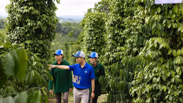 Phát triển vườn hồ tiêu bền vững trên địa bàn tỉnh Đắk Lắk. (Ảnh: MINH ANH)