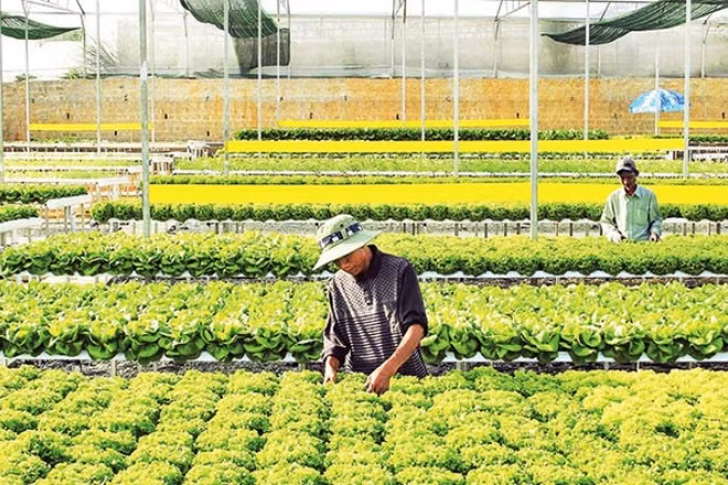 Sản xuất rau thủy canh tại trang trại Đức Tín, thành phố Đà Lạt, tỉnh Lâm Đồng. (Ảnh: MAI VĂN BẢO)