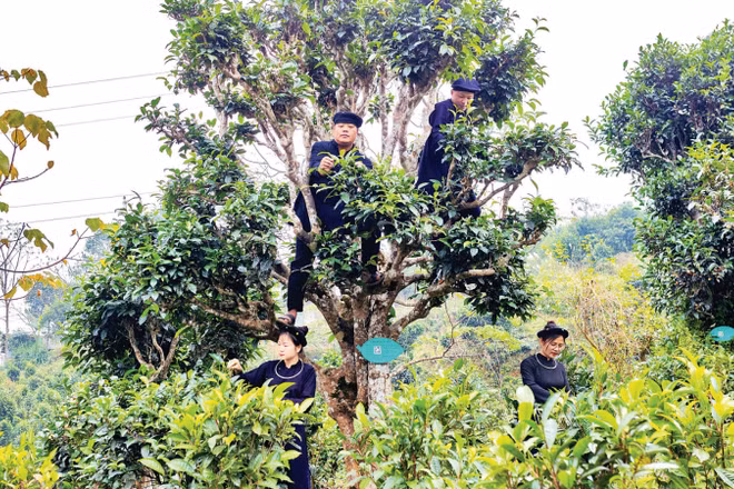 Người dân xã Đồng Phúc thu hái chè shan tuyết. (Ảnh: TRIỆU HOA)