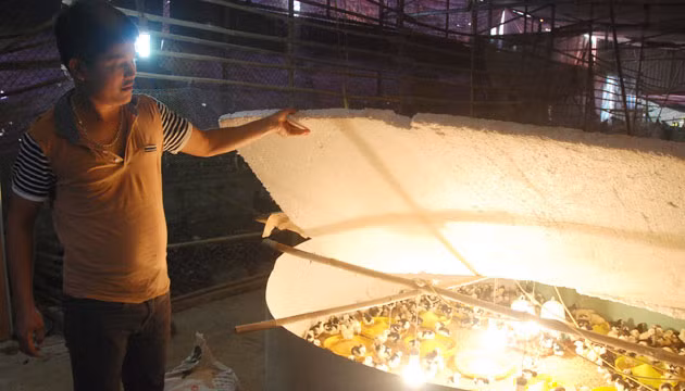 Chuyện về “vua” gà quý phi đất Bắc ảnh 2