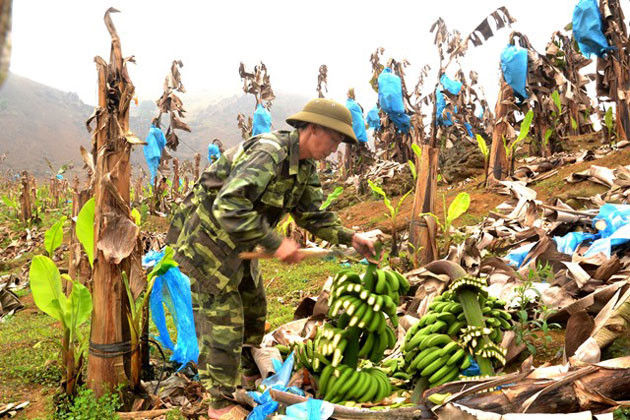 Hàng trăm ha chuối trổ buồng chết khô, nông dân Bản Lầu lao đao ảnh 2