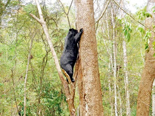 “Thiên đường du lịch sinh thái” Cát Tiên ảnh 2