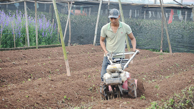 Làng hoa Tây Tựu ảnh 5