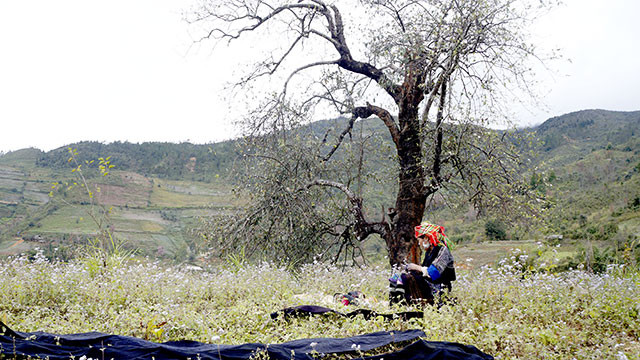 Đổi thay ở Hồng Ngài ảnh 5