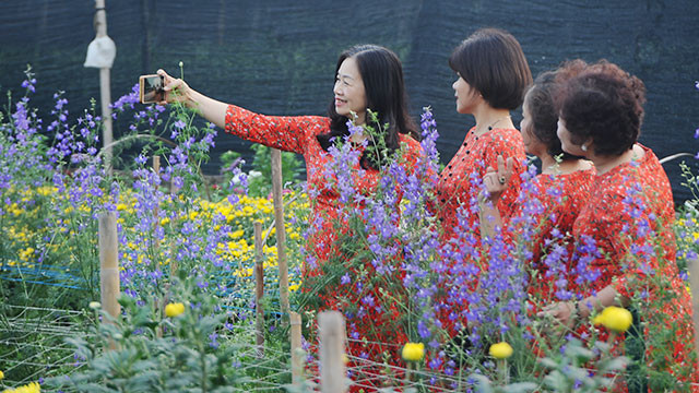 Làng hoa Tây Tựu ảnh 4