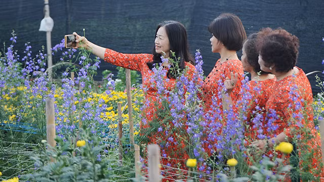 Làng hoa Tây Tựu ảnh 4