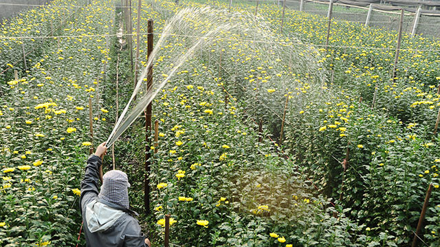 Làng hoa Tây Tựu ảnh 2