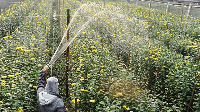 Làng hoa Tây Tựu ảnh 2