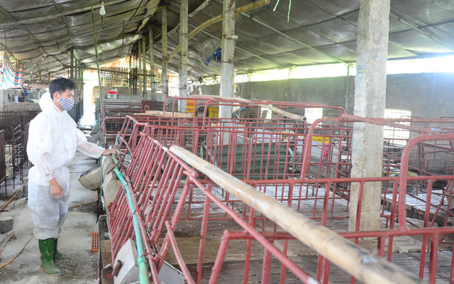 Thêm địa phương xuất hiện dịch tả lợn châu Phi ảnh 3 Thêm địa phương xuất hiện dịch tả lợn châu Phi ảnh 3