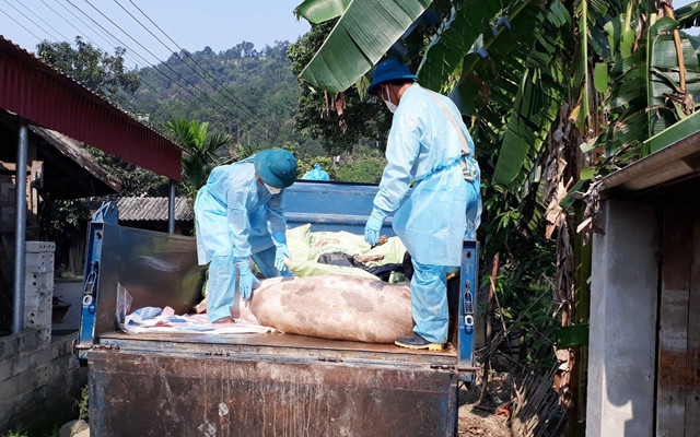 Dịch tả lợn châu Phi diễn biến phức tạp ở các địa phương ảnh 2