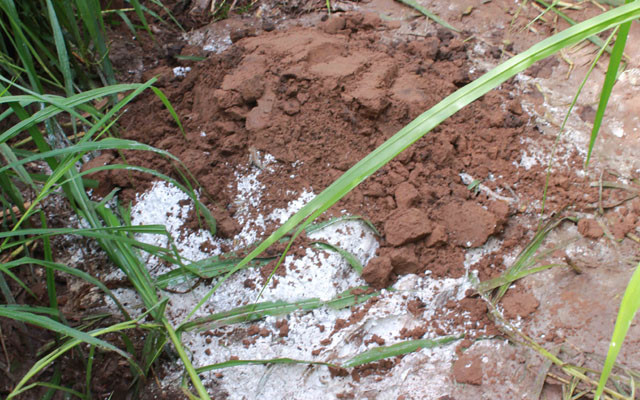 Các địa phương nỗ lực phòng, chống dịch tả lợn châu Phi ảnh 1