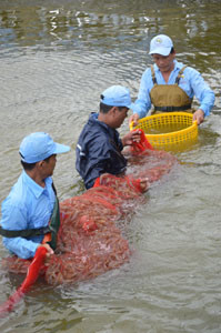 Nuôi tôm theo công nghệ hiện đại ảnh 1
