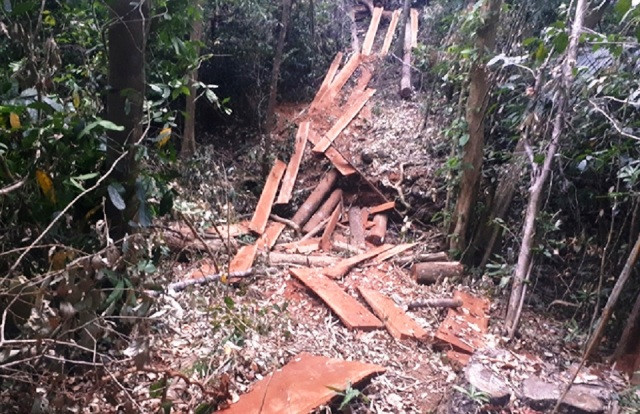 Rừng Tây Nguyên vẫn “chảy máu” ảnh 3