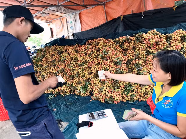 Vải sớm Thanh Hà được giá, tiêu thụ mạnh ảnh 5