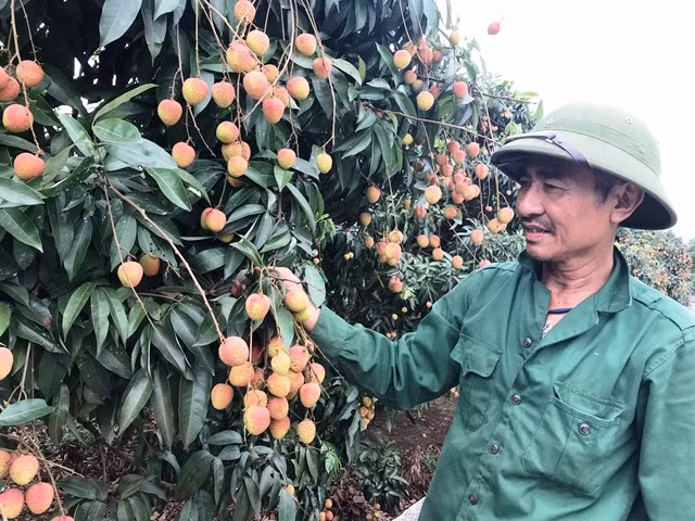 Vải sớm Thanh Hà được giá, tiêu thụ mạnh ảnh 2