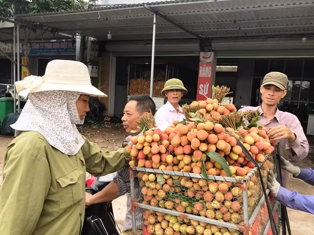 Vải sớm Thanh Hà được giá, tiêu thụ mạnh ảnh 3