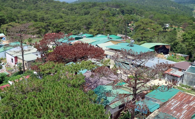 Cần “thuốc đặc trị” bảo vệ những cánh rừng thông ảnh 4 Cần “thuốc đặc trị” bảo vệ những cánh rừng thông ảnh 4