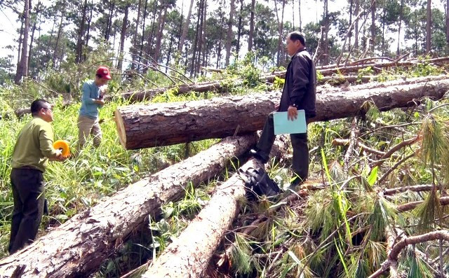 Cần “thuốc đặc trị” bảo vệ những cánh rừng thông ảnh 5 Cần “thuốc đặc trị” bảo vệ những cánh rừng thông ảnh 5