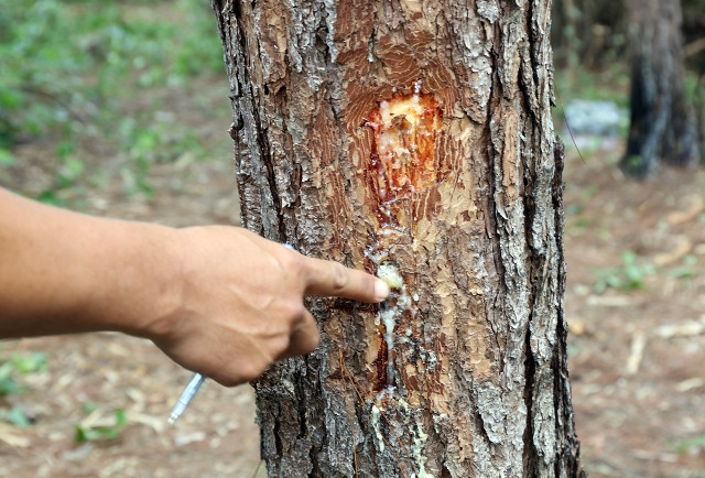 Cần “thuốc đặc trị” bảo vệ những cánh rừng thông ảnh 6