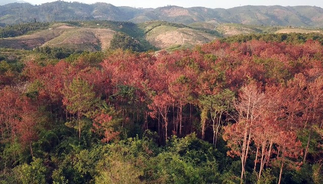 Cần “thuốc đặc trị” bảo vệ những cánh rừng thông ảnh 8 Cần “thuốc đặc trị” bảo vệ những cánh rừng thông ảnh 8