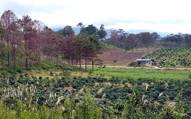 Cần “thuốc đặc trị” bảo vệ những cánh rừng thông ảnh 7 Cần “thuốc đặc trị” bảo vệ những cánh rừng thông ảnh 7