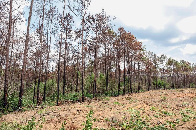 Cần “thuốc đặc trị” bảo vệ những cánh rừng thông ảnh 9 Cần “thuốc đặc trị” bảo vệ những cánh rừng thông ảnh 9