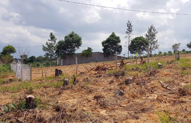 Cần “thuốc đặc trị” bảo vệ những cánh rừng thông ảnh 2 Cần “thuốc đặc trị” bảo vệ những cánh rừng thông ảnh 2