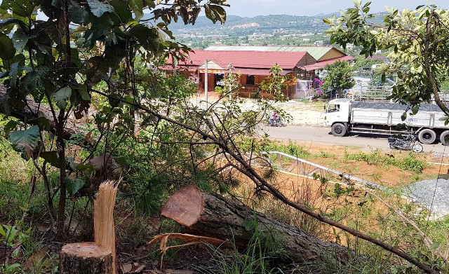 Cần “thuốc đặc trị” bảo vệ những cánh rừng thông ảnh 1 Cần “thuốc đặc trị” bảo vệ những cánh rừng thông ảnh 1