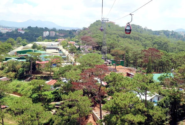 Cần “thuốc đặc trị” bảo vệ những cánh rừng thông ảnh 3 Cần “thuốc đặc trị” bảo vệ những cánh rừng thông ảnh 3