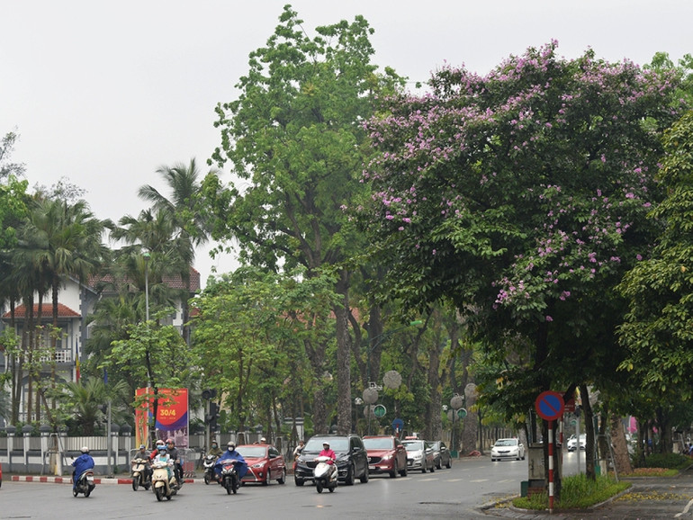 Mùa hoa bằng lăng ảnh 1