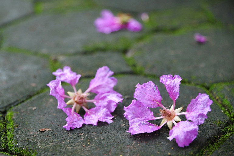 Mùa hoa bằng lăng ảnh 5