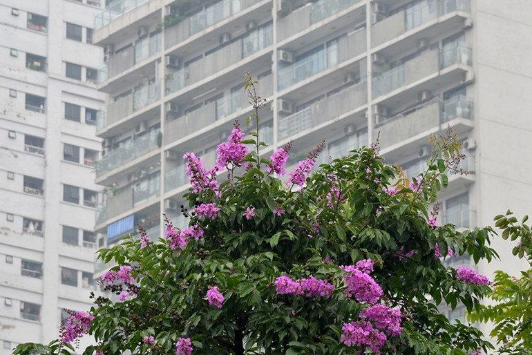 Mùa hoa bằng lăng ảnh 2