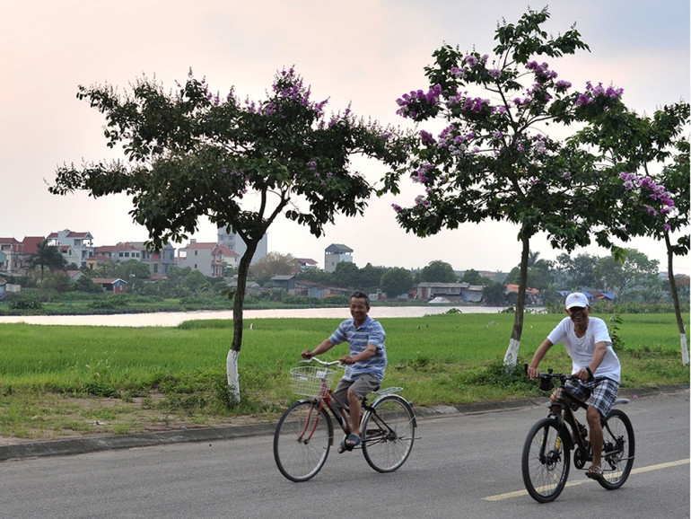 Mùa hoa bằng lăng ảnh 8