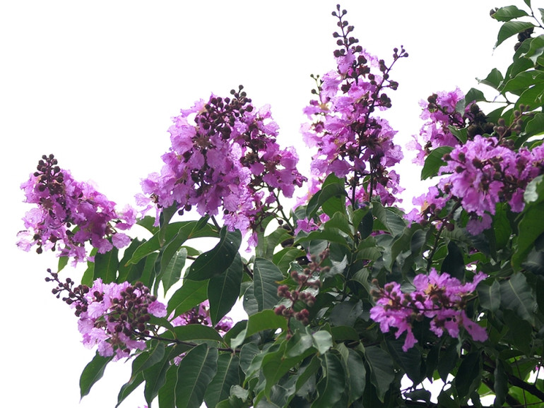 Mùa hoa bằng lăng ảnh 4