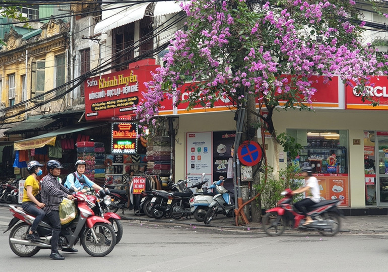 Mùa hoa bằng lăng ảnh 6