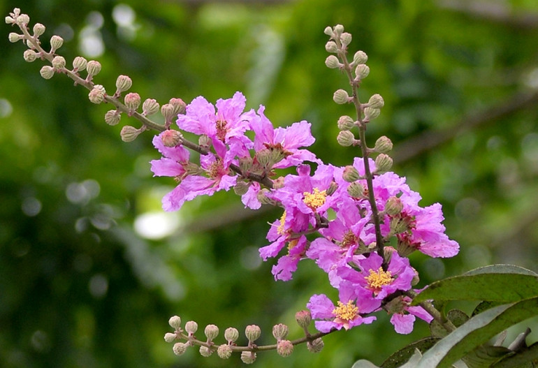 Mùa hoa bằng lăng ảnh 3