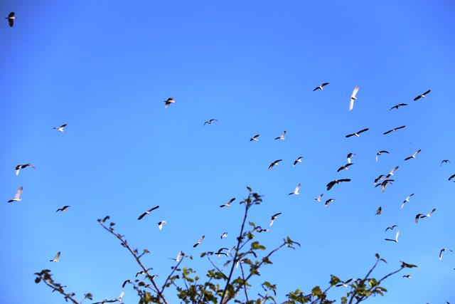 Tâm huyết bảo vệ đàn chim trời của lão nông Vĩnh Long ảnh 3