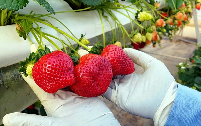 Trải nghiệm vườn dâu tây tuyệt đẹp ở Đà Lạt ảnh 2