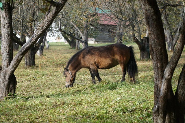 Thăm Tula, quê hương Đại văn hào Lev Tolstoy ảnh 6