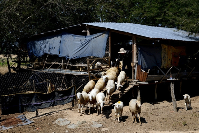 Du mục ở Ninh Thuận ảnh 1