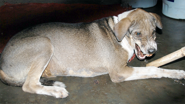 Những cái chết được báo trước ảnh 1