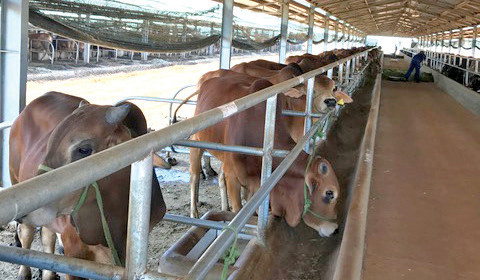 Nông nghiệp công nghệ cao “đánh thức” Tây Nguyên ảnh 1