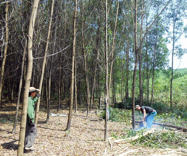 Ngát xanh Văn Thủy ảnh 2