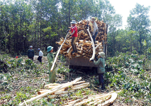 Ngát xanh Văn Thủy ảnh 1