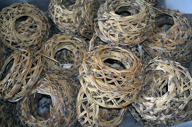 Làm giàu từ nuôi dế ảnh 1