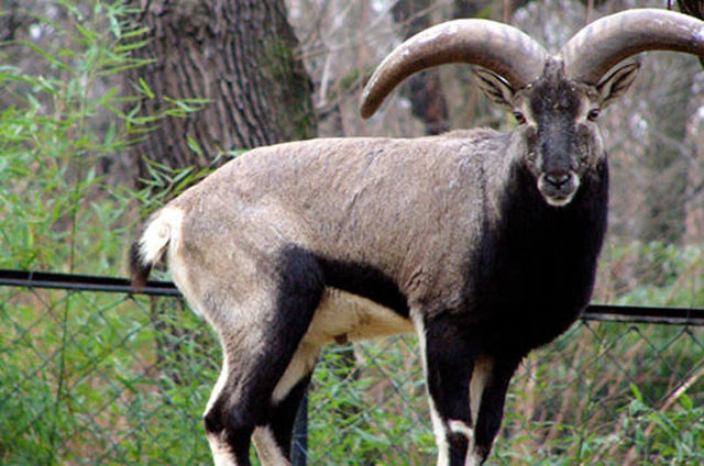 Năm Mùi nói chuyện những cái nhất của loài dê ảnh 5