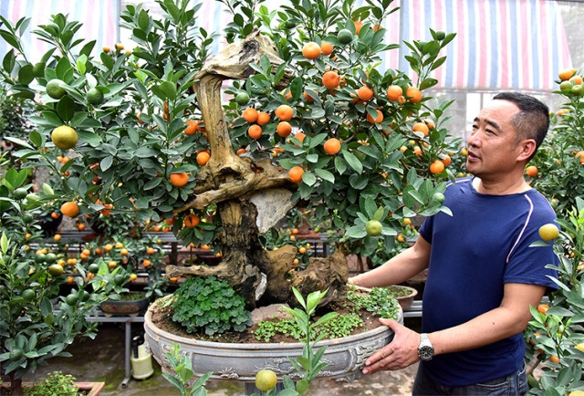 Làng quất cảnh Tứ Liên vào vụ Tết ảnh 7