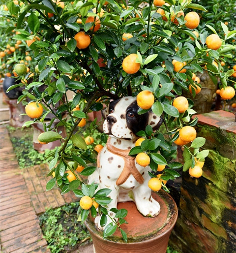 Làng quất cảnh Tứ Liên vào vụ Tết ảnh 8