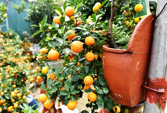 Làng quất cảnh Tứ Liên vào vụ Tết ảnh 6